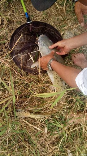 浦口芝麻河钓鱼如何？南京芝麻河中央公园？