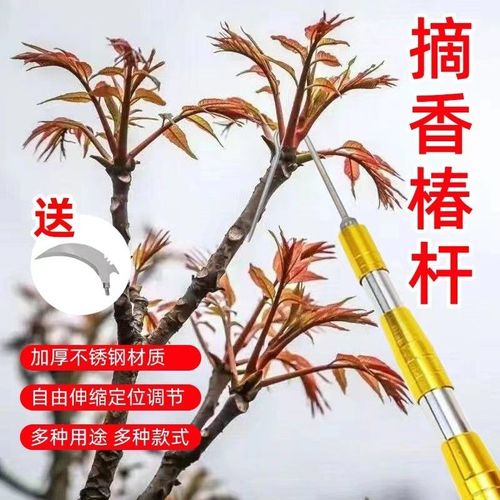 香椿芽如何钓鱼？香椿钩怎么用？